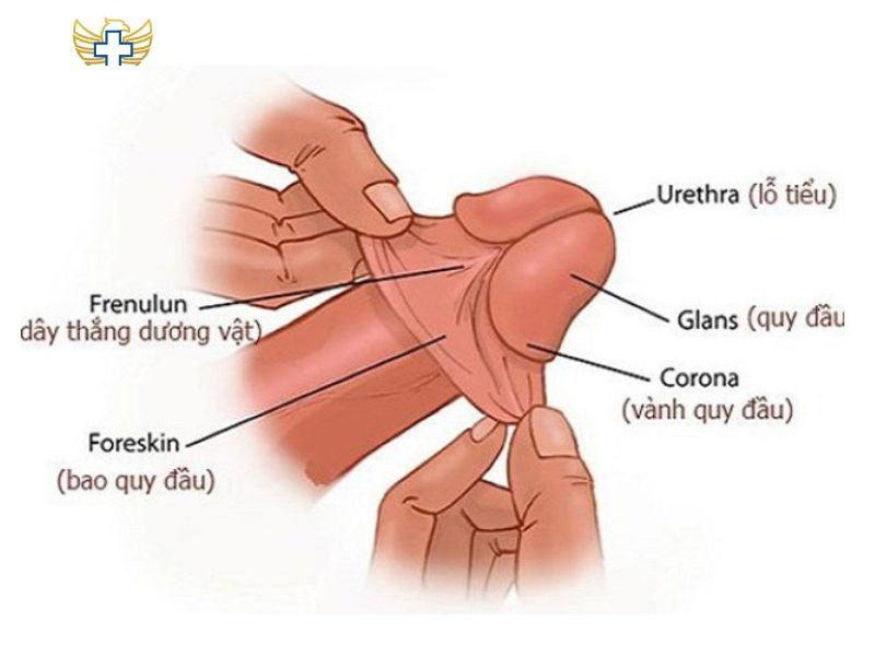 Hình ảnh bao quy đầu đã được lột hoàn toàn: